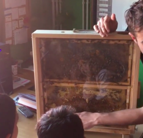 Las abejas van al colegio. en Cacabelos